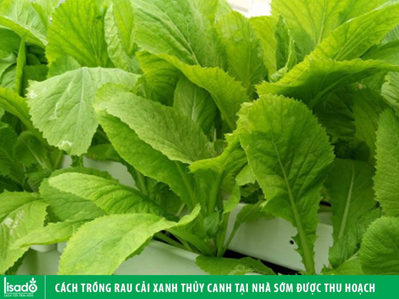 Cách trồng rau cải xanh thủy canh tại nhà sớm được thu hoạch