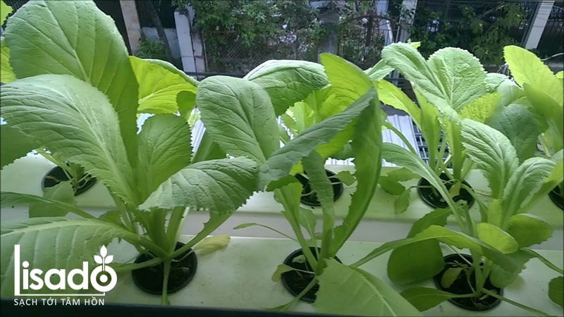 Vườn rau cải xanh thủy canh trồng tại nhà xanh mướt