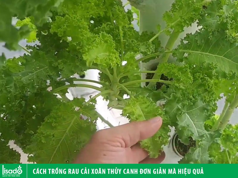 Cách trồng rau cải xoăn thủy canh đơn giản mà hiệu quả