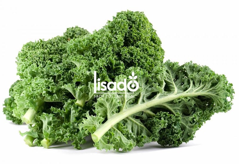Rau cải xoăn Kale là một loại rau rau ăn lá có nhiều dưỡng chất tốt cho sức khỏe