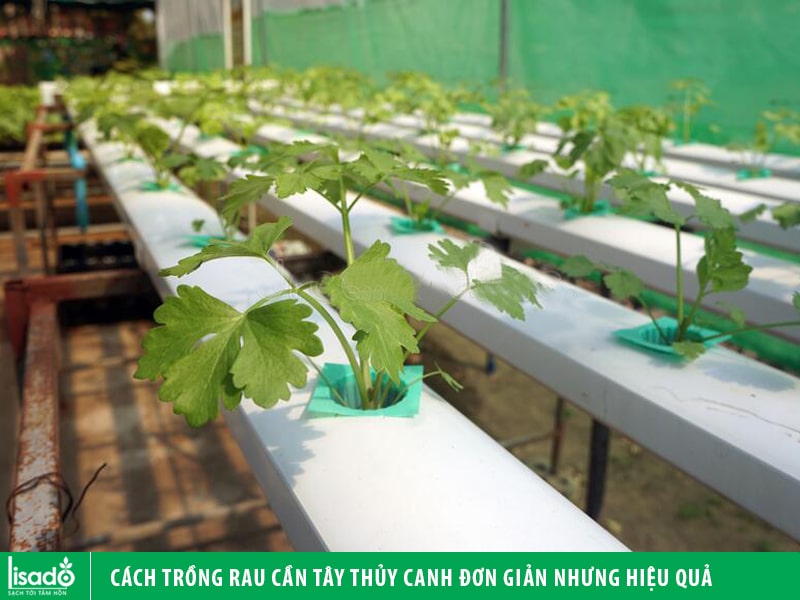 Cách trồng rau cần tây thủy canh đơn giản nhưng hiệu quả