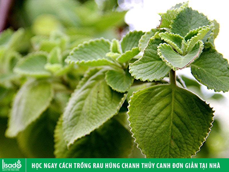 Học ngay cách trồng rau húng chanh thủy canh đơn giản tại nhà