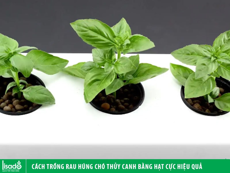 Cách trồng rau húng chó thủy canh bằng hạt cực hiệu quả