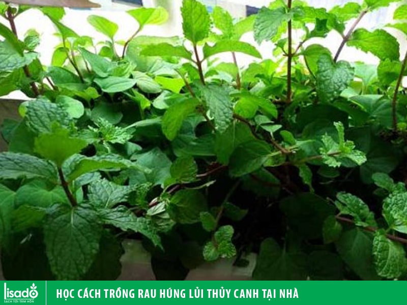 [5 phút] Học cách trồng rau húng lủi thủy canh tại nhà