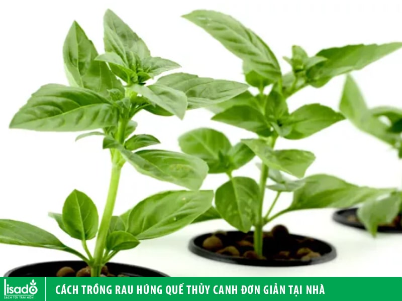 Cách trồng rau húng quế thủy canh đơn giản tại nhà