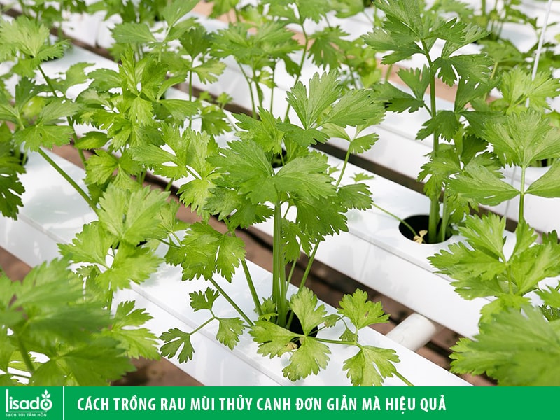 Cách trồng rau mùi thủy canh đơn giản mà hiệu quả