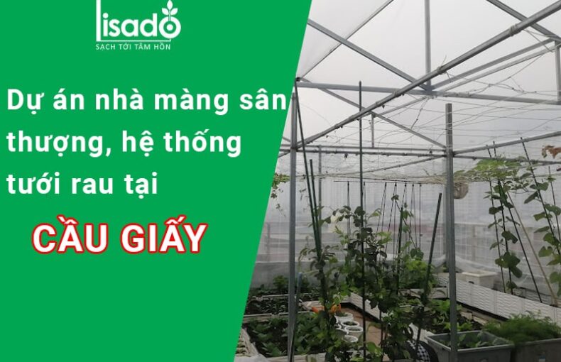 Dự án nhà màng sân thượng, hệ thống tưới rau tại Cầu giấy