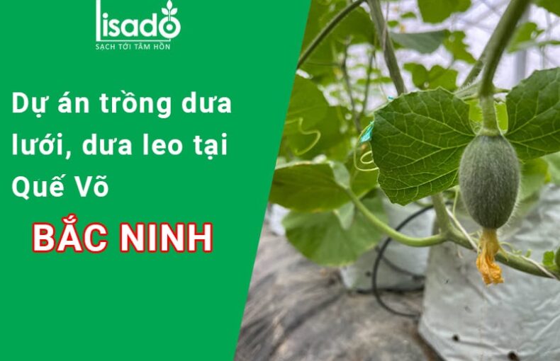 Dự án trồng dưa lưới + dưa leo tại Quế Võ Bắc Ninh