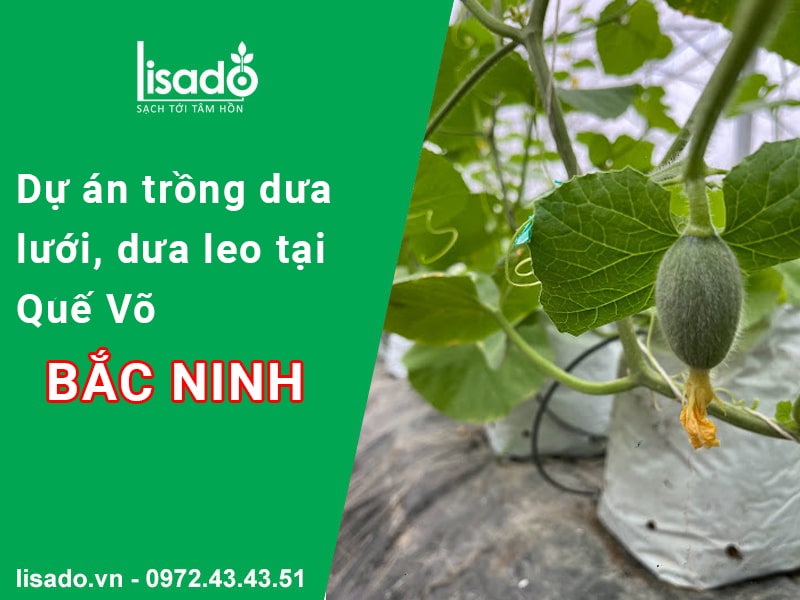 Dự án trồng dưa lưới + dưa leo tại Quế Võ Bắc Ninh