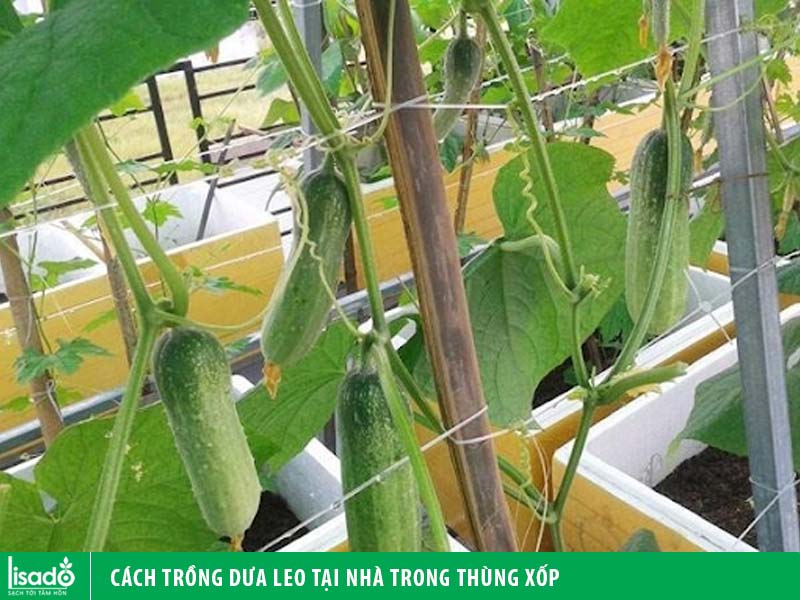 Cách trồng dưa leo tại nhà trong thùng xốp