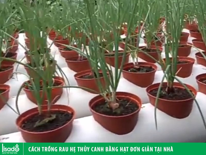 cách trồng rau hẹ