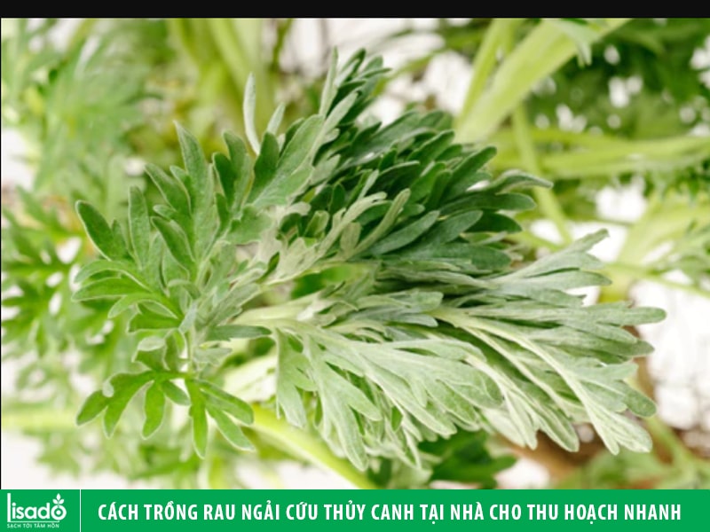 Cách trồng rau ngải cứu thủy canh tại nhà cho thu hoạch nhanh