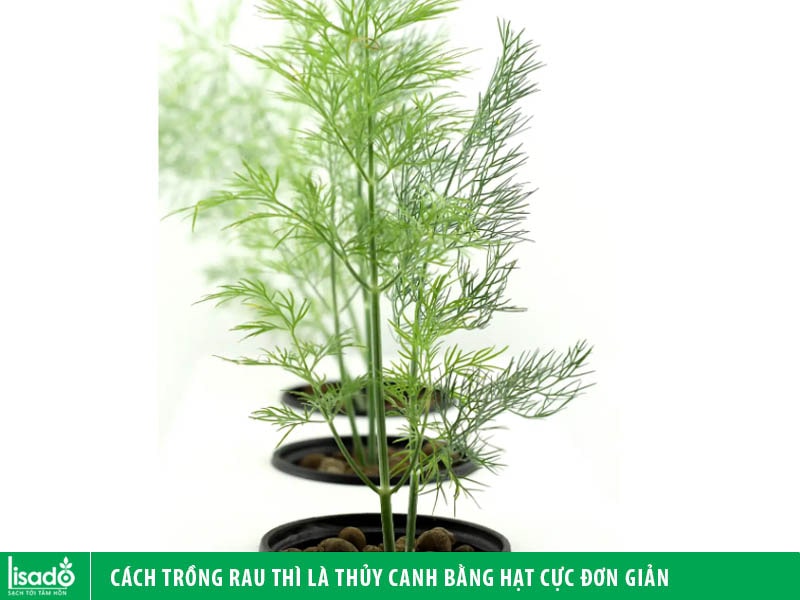 Cách trồng rau thì là thủy canh bằng hạt cực đơn giản