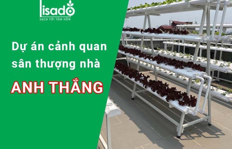 Dự án cảnh quan sân thượng nhà Anh Thắng - Trần Quang Diệu