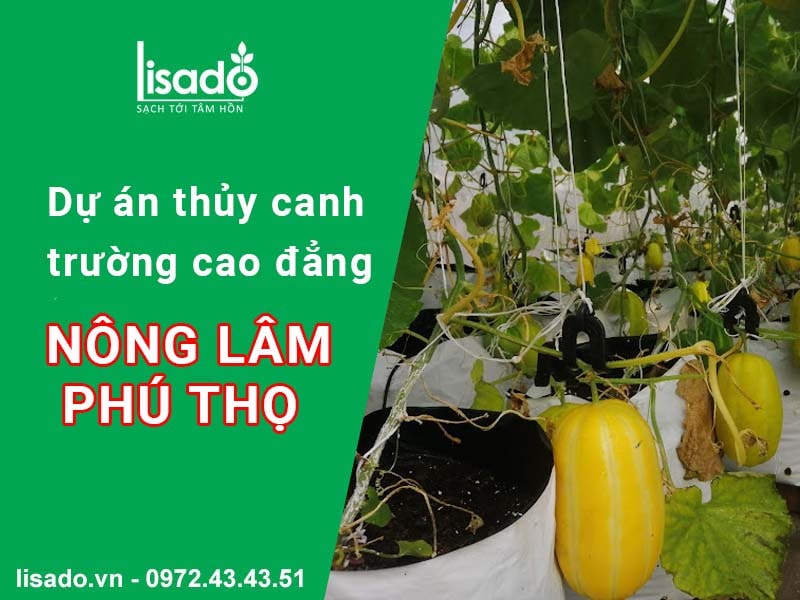 Dự án thuỷ canh tại trường cao đẳng nông lâm Phú Thọ