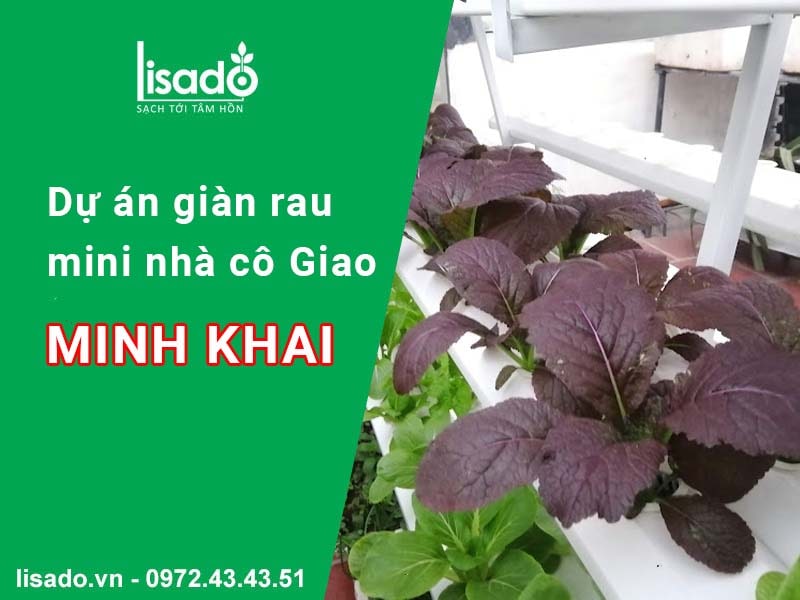 Giàn mini rau nhà cô Giao tại Minh Khai, Hai Bà Trưng