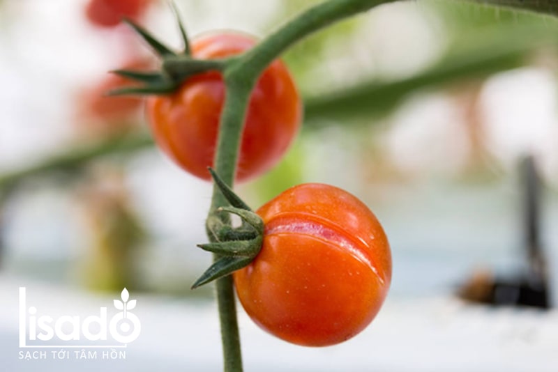 Sëmundja e plasaritjes së frutave të domates