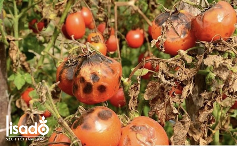 Sëmundja e kalbjes së frutave të domates