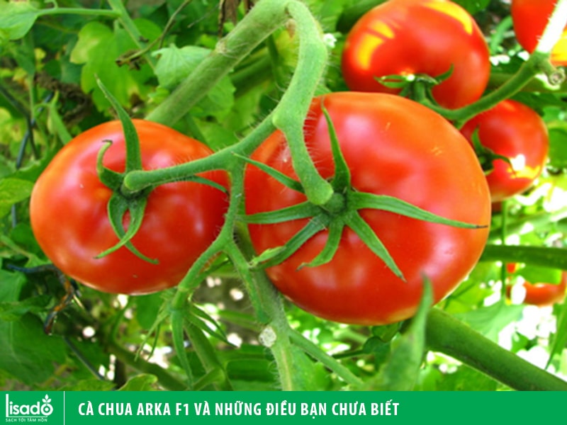 Cà chua Arka F1 và những điều bạn chưa biết