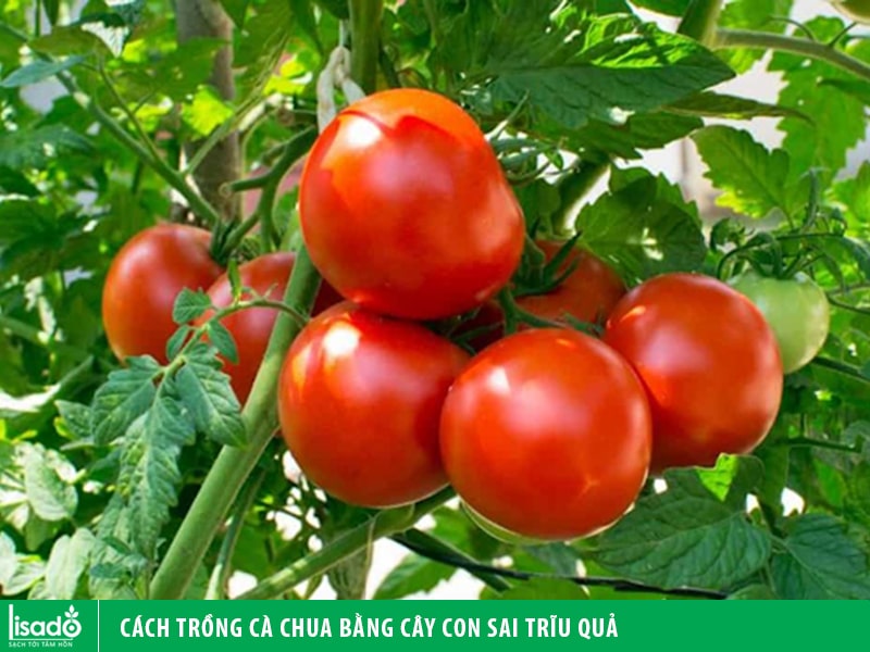 Cách trồng cà chua bằng cây con sai trĩu quả