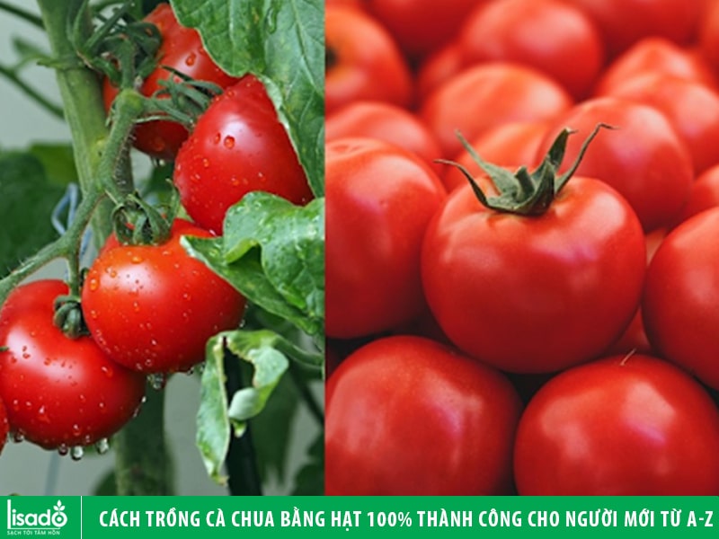 Cách trồng cà chua bằng hạt 100% thành công cho người mới từ A-Z