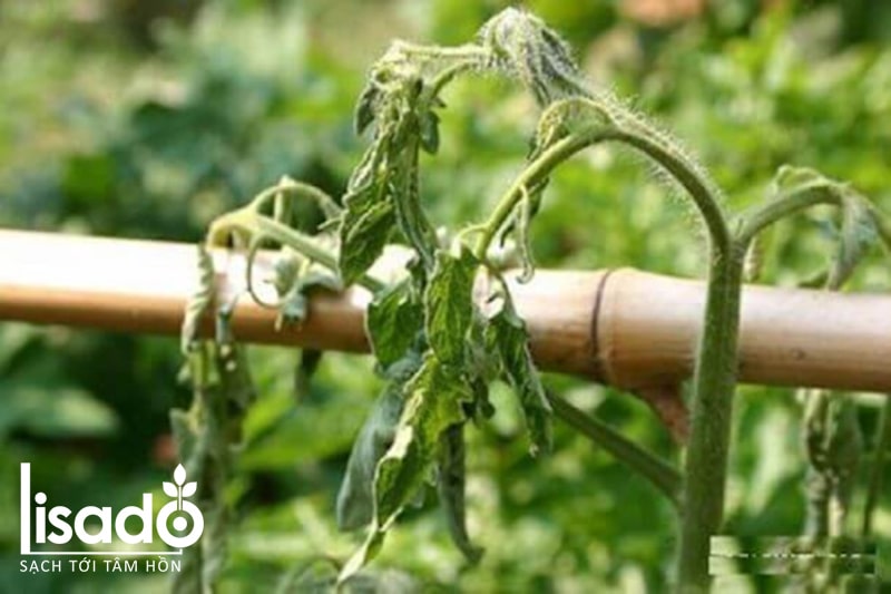 Sëmundja e vyshkjes së gjelbër të bimëve të domates