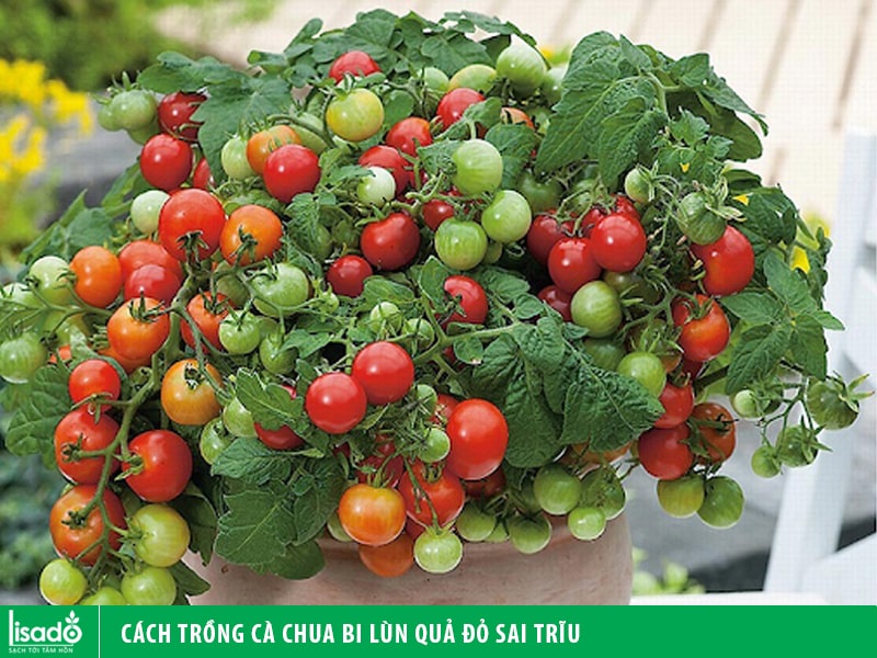 Cách trồng cà chua bi lùn quả đỏ sai trĩu