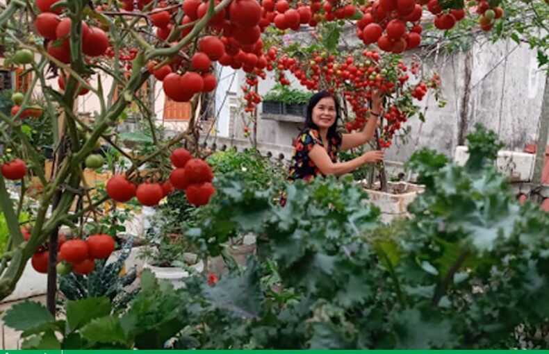 Cách trồng cà chua trên sân thượng cực kỳ đơn giản