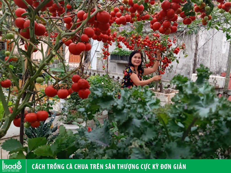 Cách trồng cà chua trên sân thượng cực kỳ đơn giản