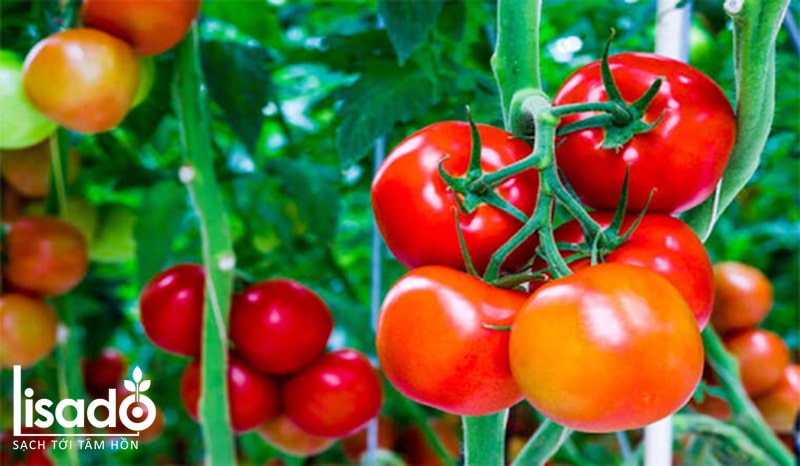 Thu hoạch cà chua khi quả còn ương
