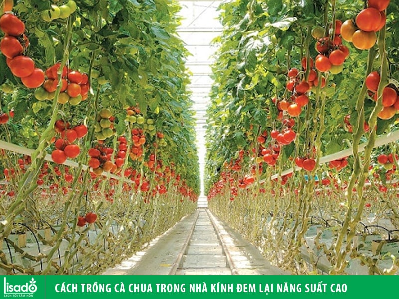 Cách trồng cà chua trong nhà kính đem lại năng suất cao