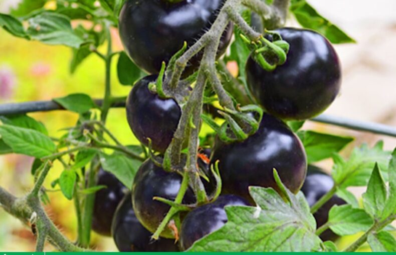 Cách trồng cây cà chua đen cho người mới thành công 100%