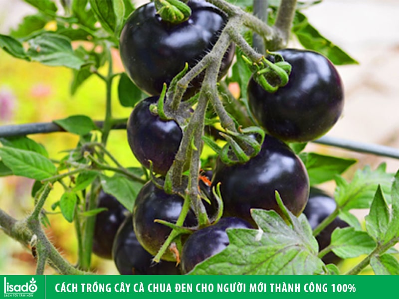 Cách trồng cây cà chua đen cho người mới thành công 100%