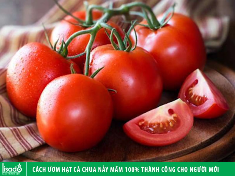 Cách ươm hạt cà chua nảy mầm 100% thành công cho người mới