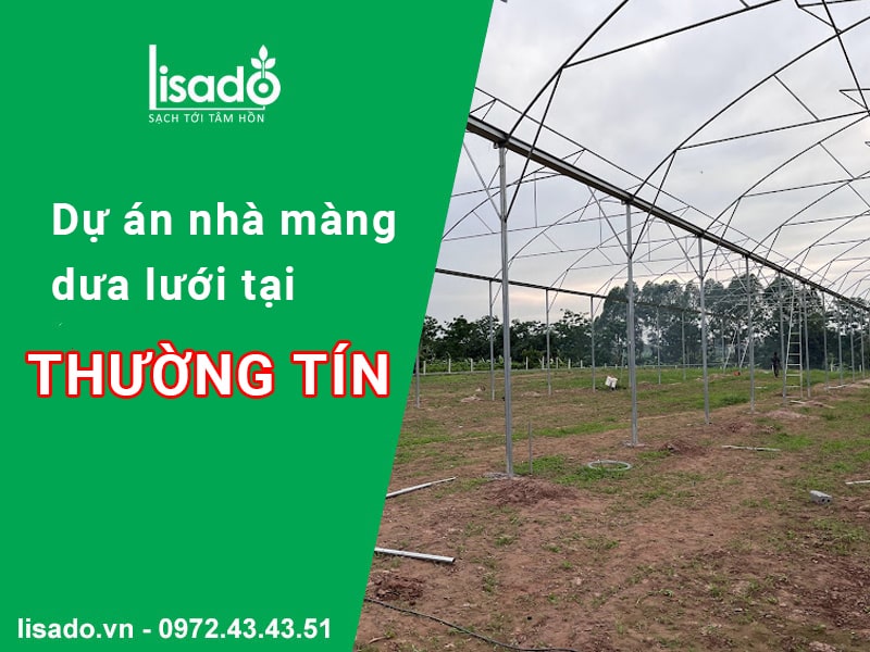 Dự án dưa lưới nhà màng 1000m2 tại Thường Tín - Hà Nội