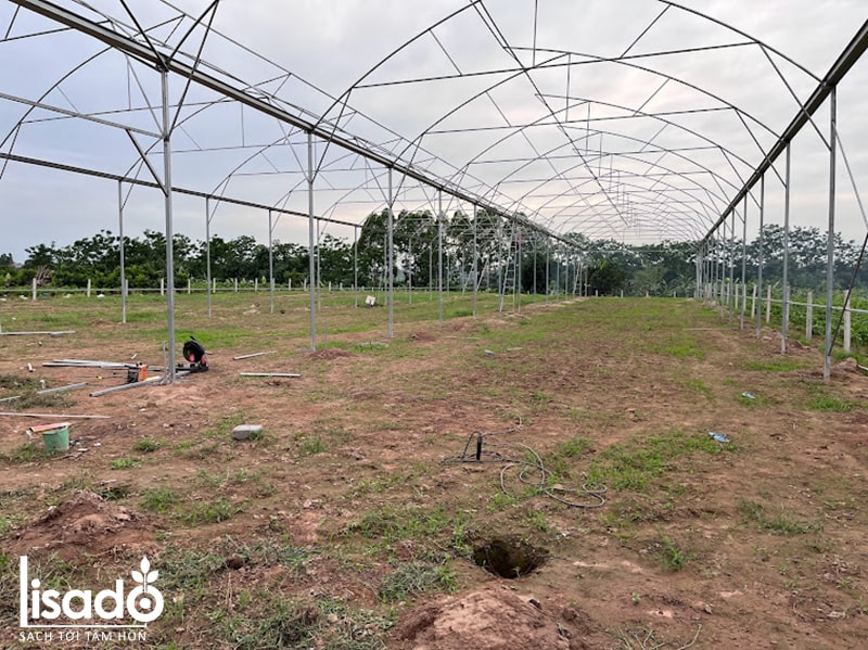 Dự án dưa lưới nhà màng 1000m2 tại Thường Tín – Hà Nội