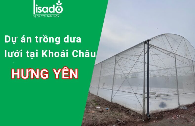 Dự án trồng dưa lưới, dưa lê tại Khoái Châu Hưng Yên