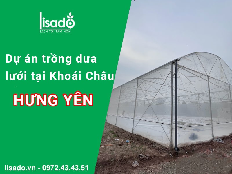 Dự án trồng dưa lưới, dưa lê tại Khoái Châu Hưng Yên