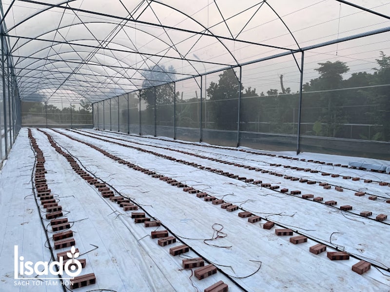 Dự án nhà màng trồng dưa lưới. dưa lê tại Khoái Châu, Hưng Yên