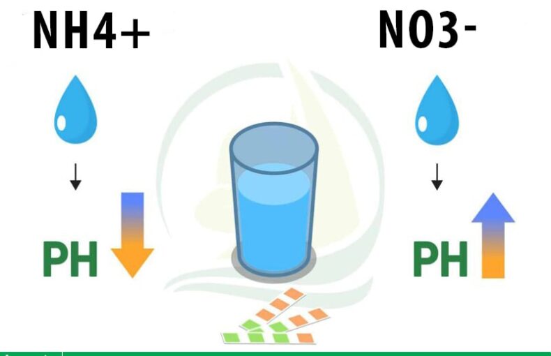 Ảnh hưởng của tỷ lệ NH4+/NO3- đến sự ổn định pH dung dịch thủy canh