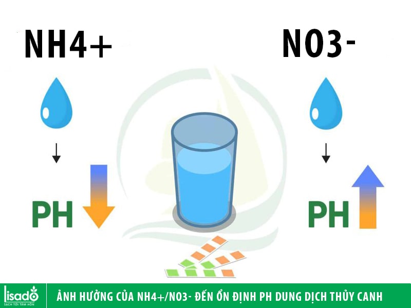 Ảnh hưởng của tỷ lệ NH4+/NO3- đến sự ổn định pH dung dịch thủy canh