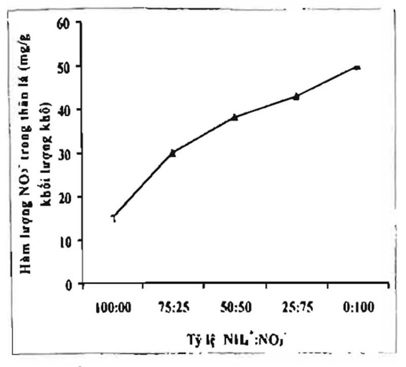 Ảnh hưởng của tỷ lệ NH4+/NO3- đến dư lượng nitrat (NO3-) trong thân lá rau muốn trồng thủy canh