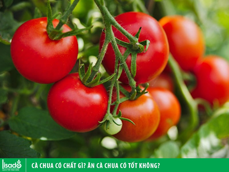 Cà chua có chất gì? Ăn cà chua có tốt không?