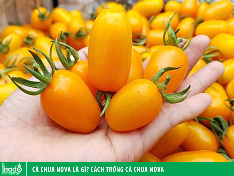 Cà chua nova là gì? Cách trồng cà chua nova