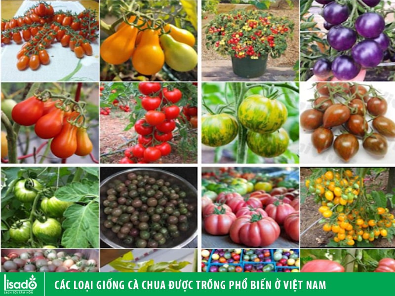Các loại giống cà chua được trồng phổ biến ở Việt Nam