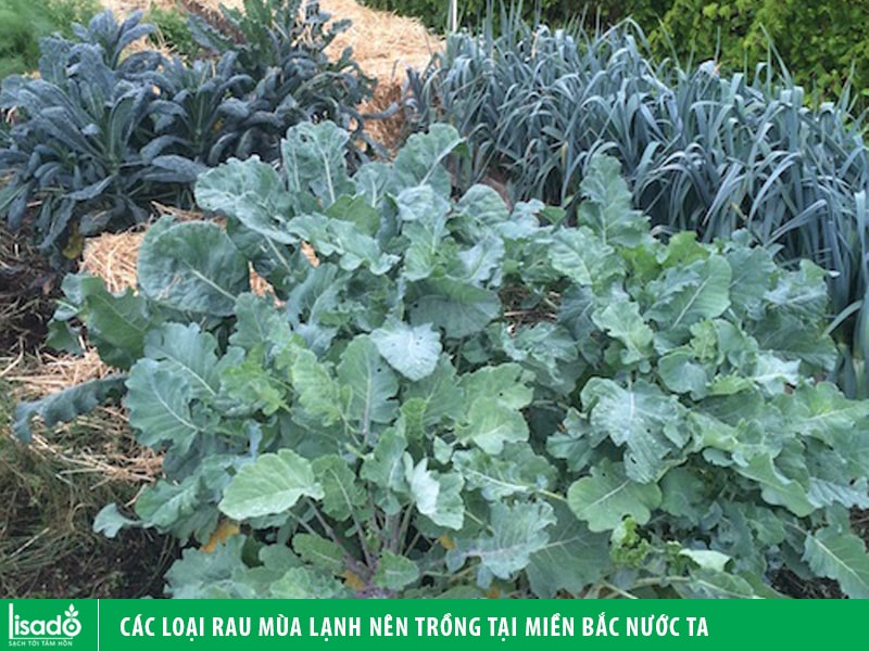 Các loại rau mùa lạnh nên trồng tại miền Bắc nước ta