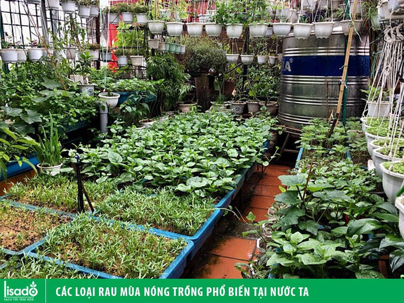 Các loại rau mùa nóng trồng phổ biến tại nước ta