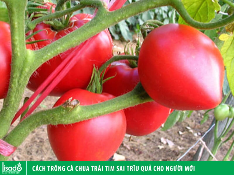 Cách trồng cà chua trái tim sai trĩu quả cho người mới
