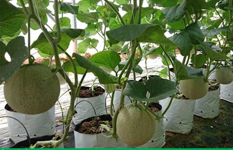 Cách trồng dưa lưới trong bao tải đơn giản, tiết kiệm tại nhà