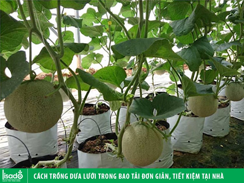 Cách trồng dưa lưới trong bao tải đơn giản, tiết kiệm tại nhà